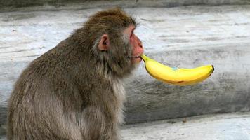 le singe mange de la banane photo