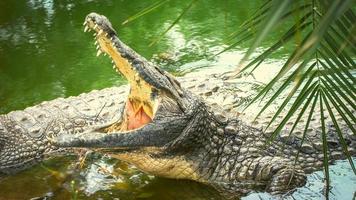 crocodile du nil dans la rivière photo