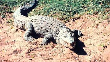 crocodile sauvage du nil