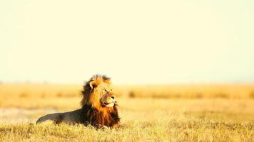 grand lion mâle photo