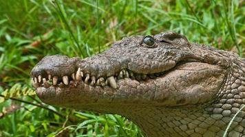 crocodile alligator sur terre photo