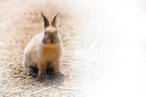 lapin à la ferme et soleil photo