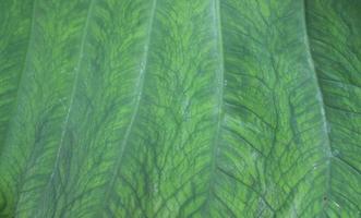 feuilles de colocasia esculenta. plantes comestibles taro ou kalo au potager. photo