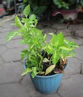 plante d'intérieur coleus au-dessus de la surface des pavés vue du dessus photo