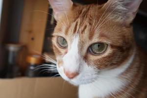 petit chaton tigré orange se penche sur l'appareil photo. un jeune chat aux yeux jaunes. photo