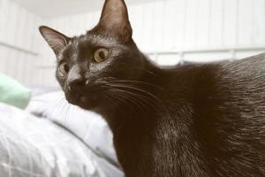 petit chaton noir se penche sur la caméra. un jeune chat aux yeux jaunes. photo