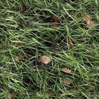 texture d'herbe transparente photo réaliste dans les embauches de plus de 6 mégapixels