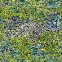 texture d'herbe transparente photo réaliste dans les embauches de plus de 6 mégapixels