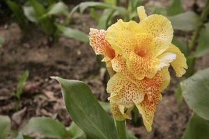 photo de la beauté de la fleur de lys canna dans un jardin de fleurs dans le bedugul