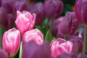 tulipes roses dans le jardin photo