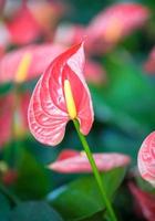 gros plan de fleurs d'anthurium photo