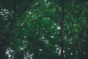 arbre dans un ciel grand angle de haut dans un arbre avec des feuilles vertes fraîches tout autour du paysage photo