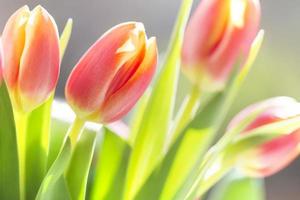 tulipes colorées au soleil photo