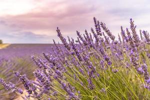 gros plan de buissons de lavande sur la lumière du soir. fleurs violettes de lavande. provence région de france. buissons de lavande closeup coucher de soleil. buissons violets de lavande dans le jardin. gros plan été nature photo