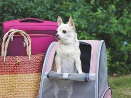 chien chihuahua à cheveux courts brun debout dans un sac à dos pour animaux de compagnie sur l'herbe verte avec des accessoires de voyage, des bagages roses et un sac tissé. photo