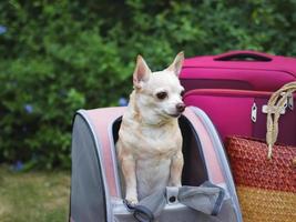 chien chihuahua à cheveux courts brun debout dans un sac à dos pour animaux de compagnie sur l'herbe verte avec des accessoires de voyage, des bagages roses et un sac tissé. photo