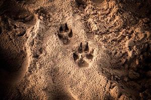 empreintes de pas de chien dans le sable photo