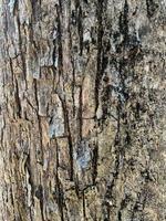 surface d'un vieux tronc d'arbre. vue latérale d'une texture de tronc d'arbre. photo