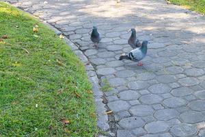 un troupeau de pigeons au parc sur la passerelle