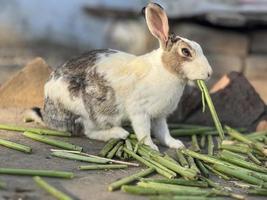 les lapins mangent mal photo