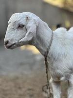 chèvre blanche et noire et bébé chèvre photo