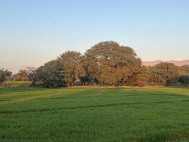 montagnes et arbres sur un terrain photo