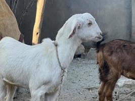 chèvre blanche et noire et bébé chèvre photo