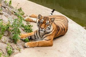 tigre se reposant dans la nature près de l'eau photo