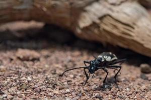 anthia sexmaculata coléoptère prédateur égyptien photo