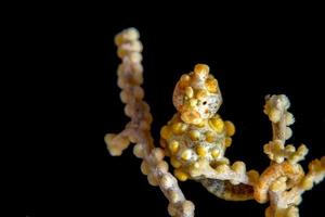 hippocampe pygmée bargibanti jaune à tulamben bali photo