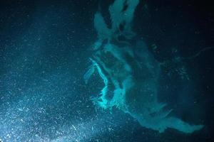 manta mangeant du plancton de krill la nuit photo