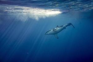 grand requin blanc prêt à attaquer du bleu profond photo