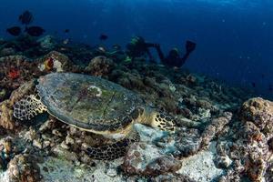 portrait de tortue de mer verte se bouchent tout en vous regardant photo