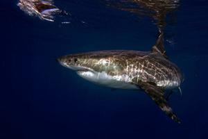 grand requin blanc prêt à attaquer sous l'eau photo