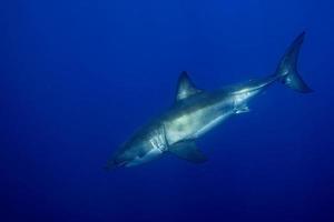 grand requin blanc prêt à attaquer photo