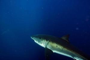 grand requin blanc prêt à attaquer photo