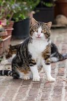 chat curieux en portrait toscane photo