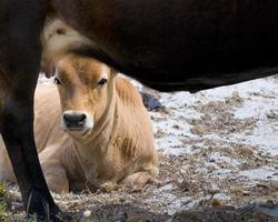 un veau vous regarde sous sa mère vache photo