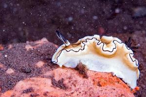 Nudibranche chromodoris coloré close up détail macro en Indonésie photo