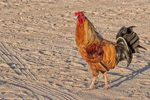 Poulet Ruster sur la plage de Californie au Mexique photo