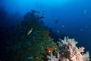 épave dans l'océan indien aux maldives photo