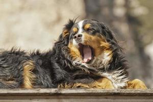 chien de montagne bernois photo