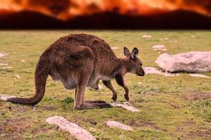 kangourou avec bébé dans l'île kangourou en australie pendant un feu de brousse photo