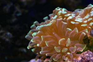 macro de coraux durs sur la lumière de plongée de nuit photo