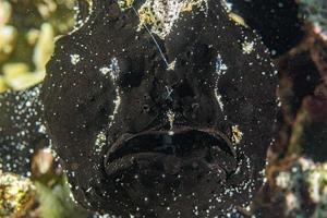 Détail de la bouche du poisson grenouille noire à Cebu aux Philippines photo