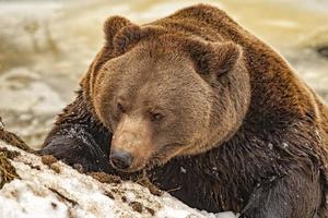 portrait d'ours dans la neige photo