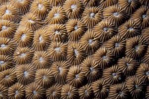 Détail macro de corail dur de raja ampat, papouasie indonésie photo