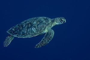 un portrait de tortue de mer en gros plan tout en vous regardant photo