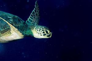 un portrait de tortue de mer en gros plan tout en vous regardant photo