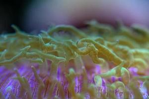 macro de coraux durs sur la lumière de plongée de nuit photo